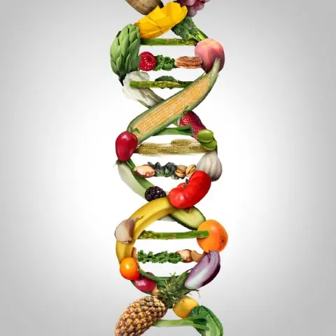 Gmo,Food,And,Genetically,Modified,Crops,Or,Engineered,Agriculture,Concepts